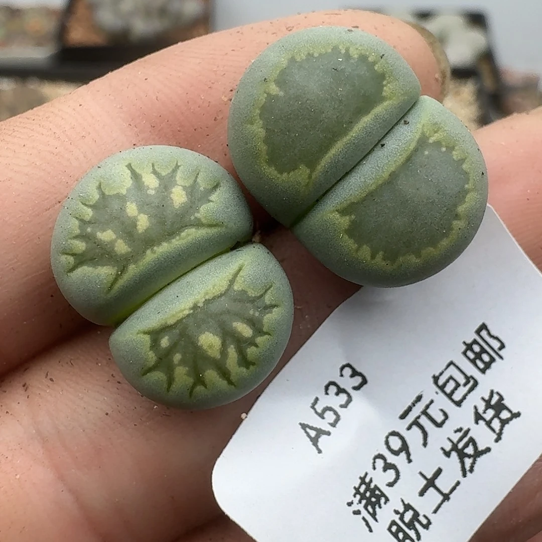 533多肉哈哈哈哈哈哈哈