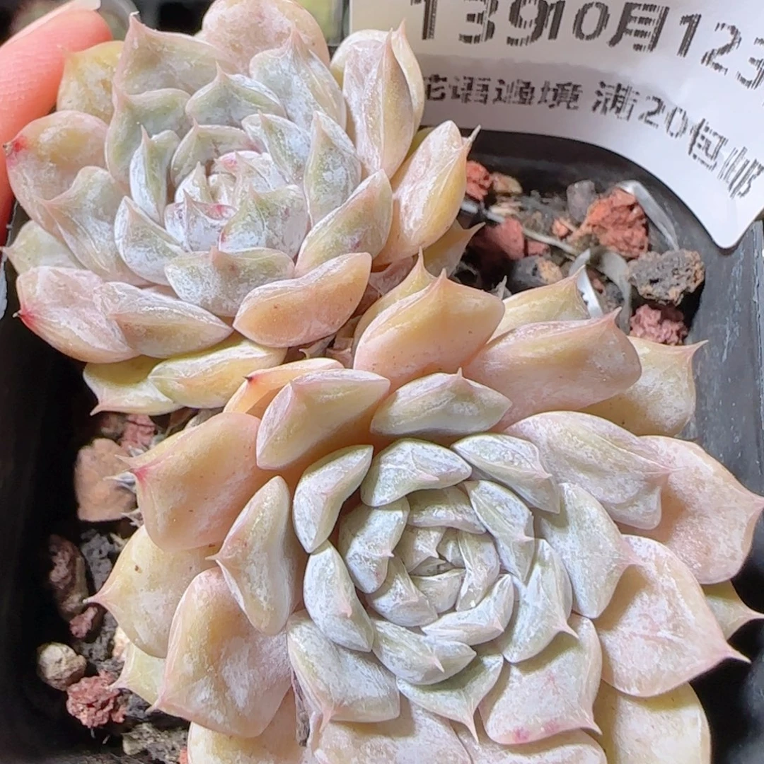 花语逸镜1023-139马力贝尔