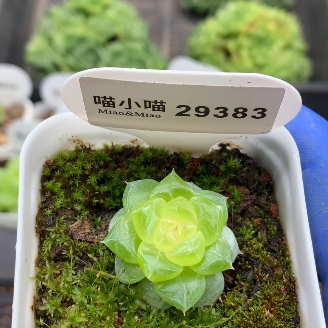 多肉植物杂交珍妮