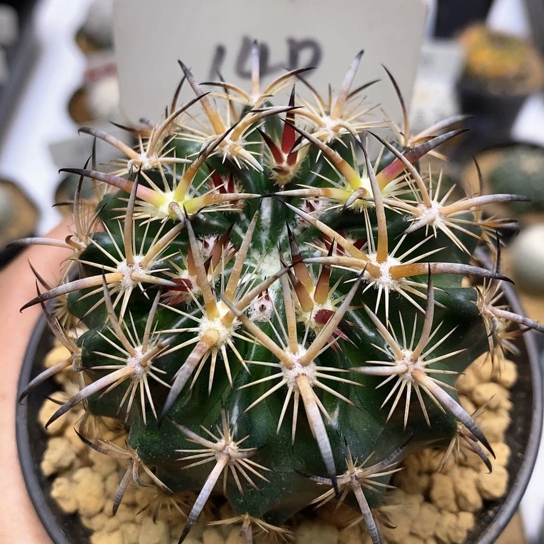 虎爪玉福利 饿了来了