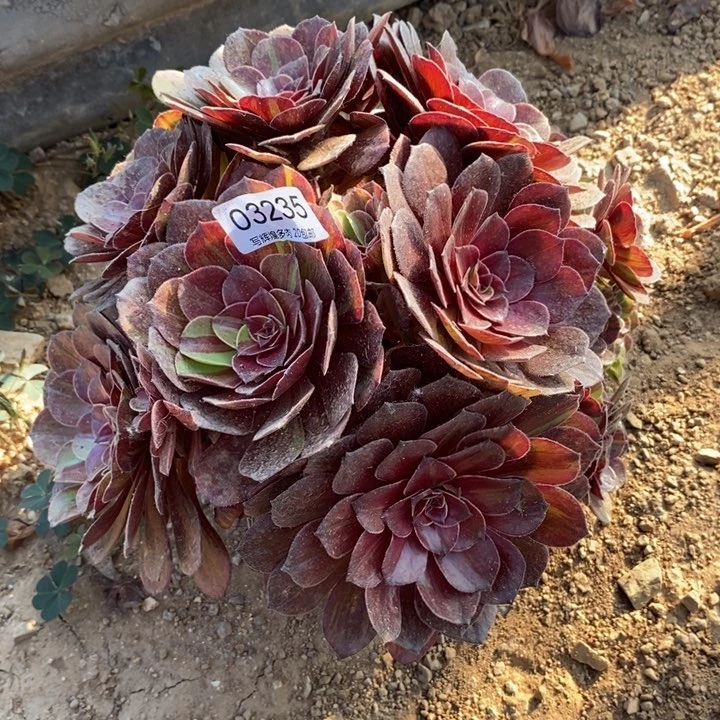 03235花月夜多肉植物
