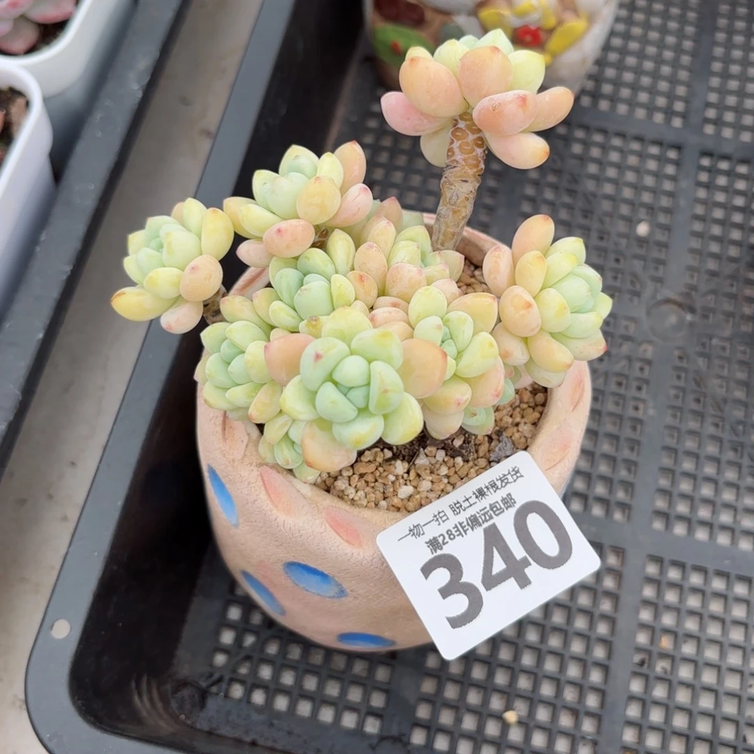 樱花罗绮无盆土发货