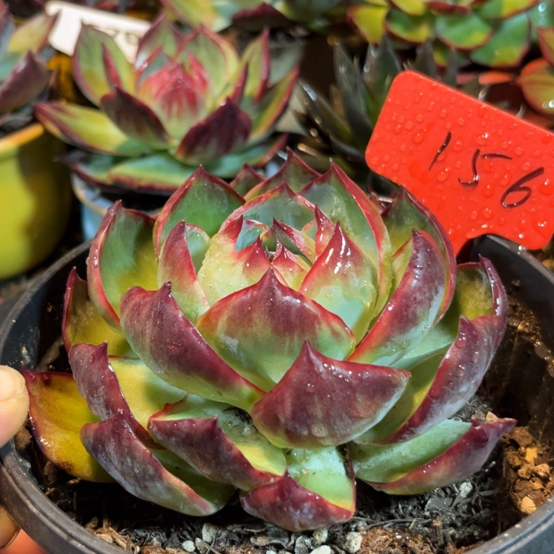 惊鸿仙子多肉植物156