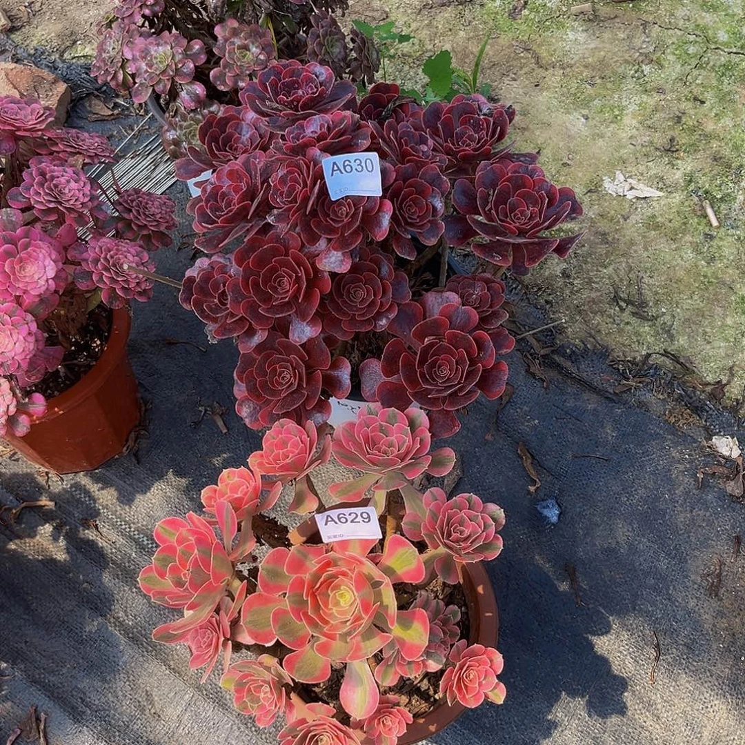 粉女巫多肉葡萄多肉葡萄柚植物