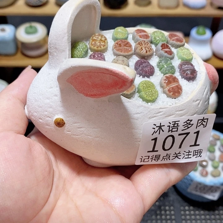 带盆土植物 精美盆栽1071