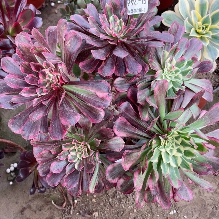 246铜花顺多肉12345678123456