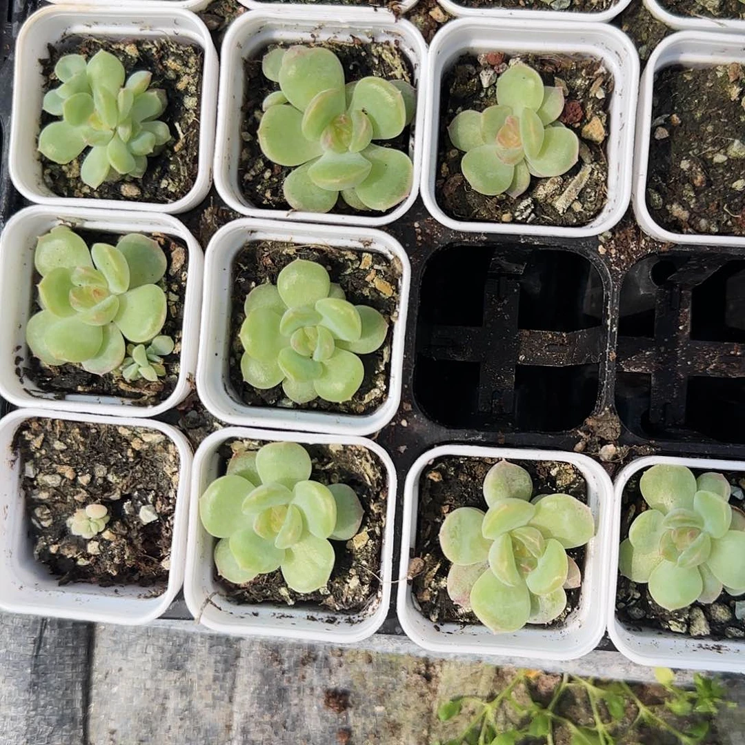 琴心盆外棚一个满25包邮