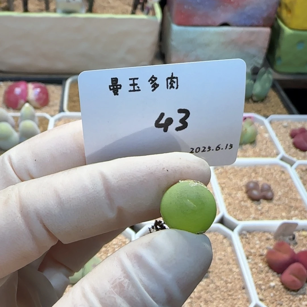 m***u多肉多肉多肉6.15-043