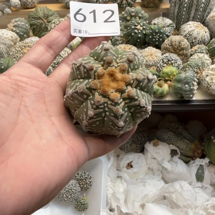 天***崖兜星球仙人球612号
