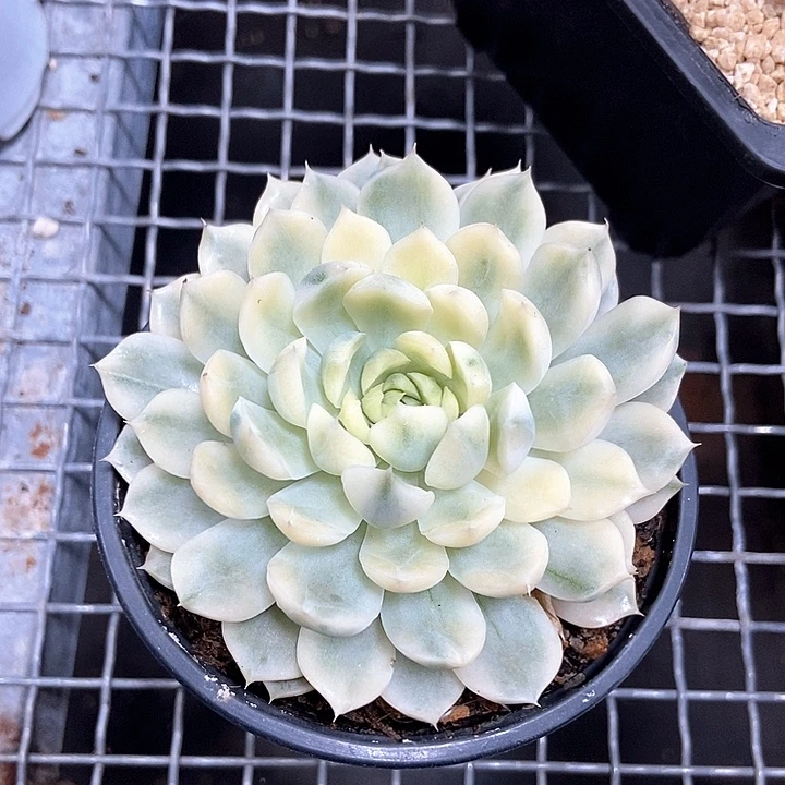 香草月影锦多肉植物