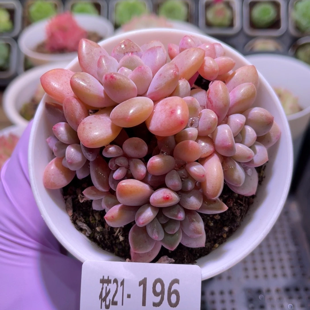 花利美21-196白鹭