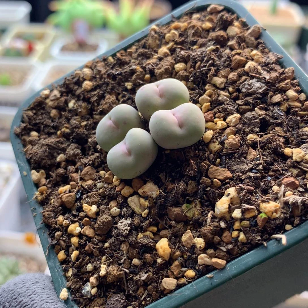 sh433v嘴母本一颗