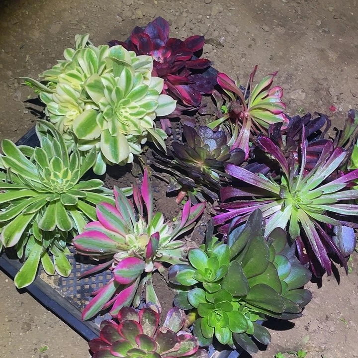 976福利套餐多肉植物