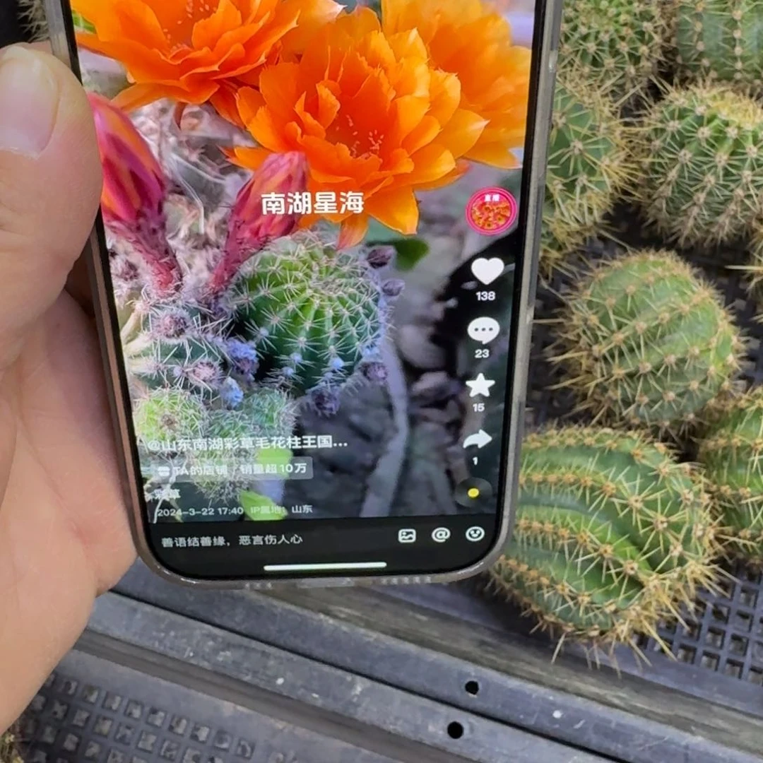 248彩草星海歪无根侧牙4公分左右，20包邮