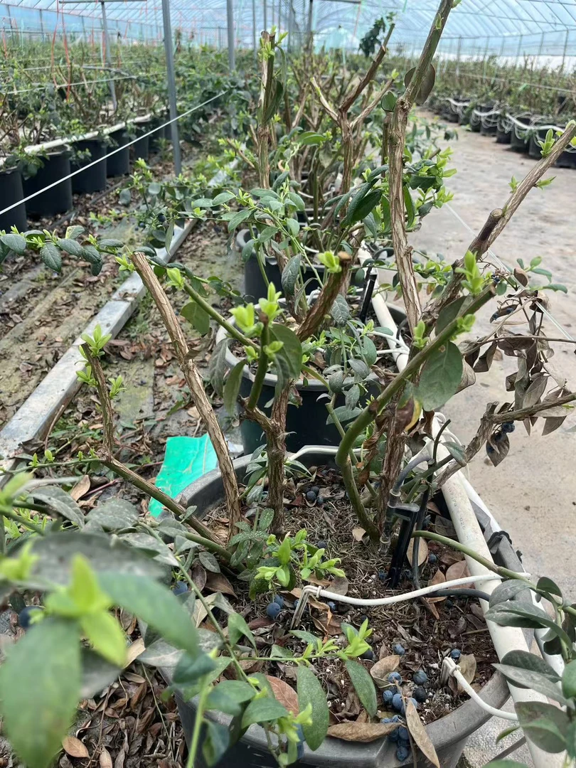 2年优瑞卡兰梅木本地栽老桩苗去盆带土球