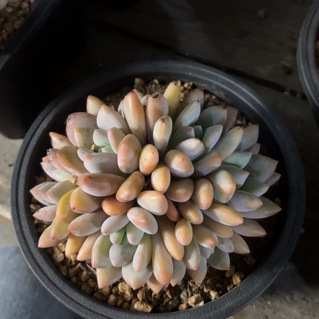 无花朵果糖无砍自然群