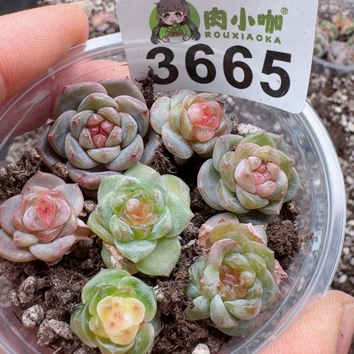 多肉植物多肉植物