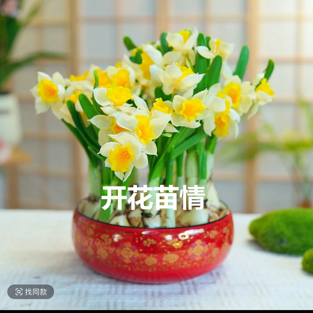 水仙花矮化好种球水培花卉冬季耐寒浓香型室内好养