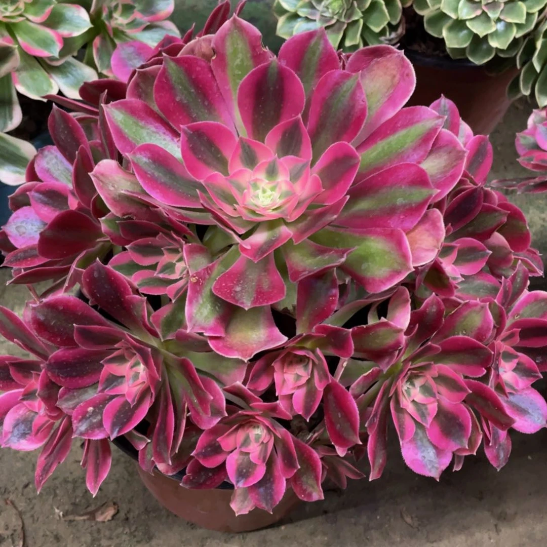 240粉女巫精品法师老桩