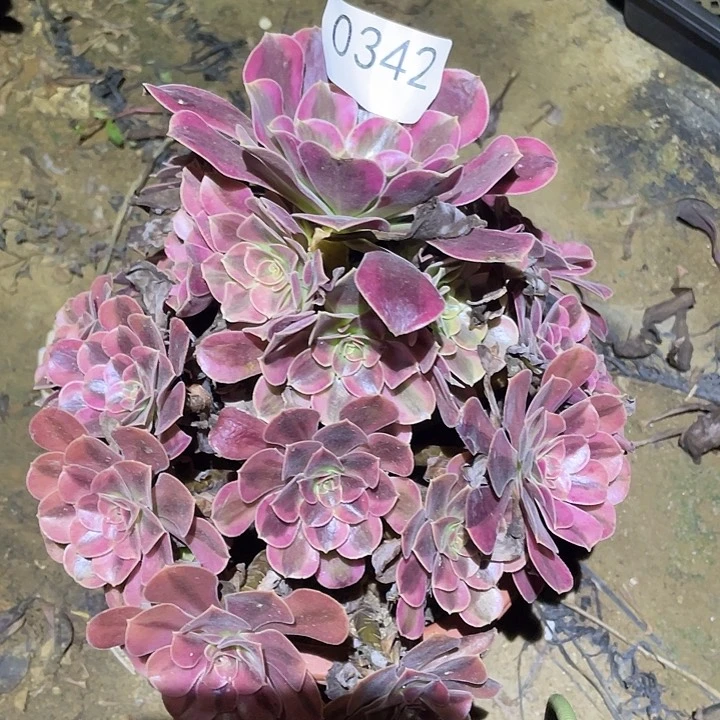 多肉植物法师342美杜莎