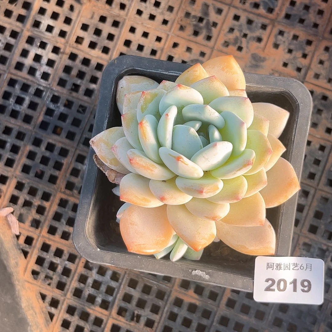 阿雅园艺。  2019冷香