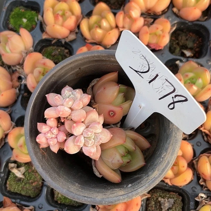 薇薇安园艺多肉2178