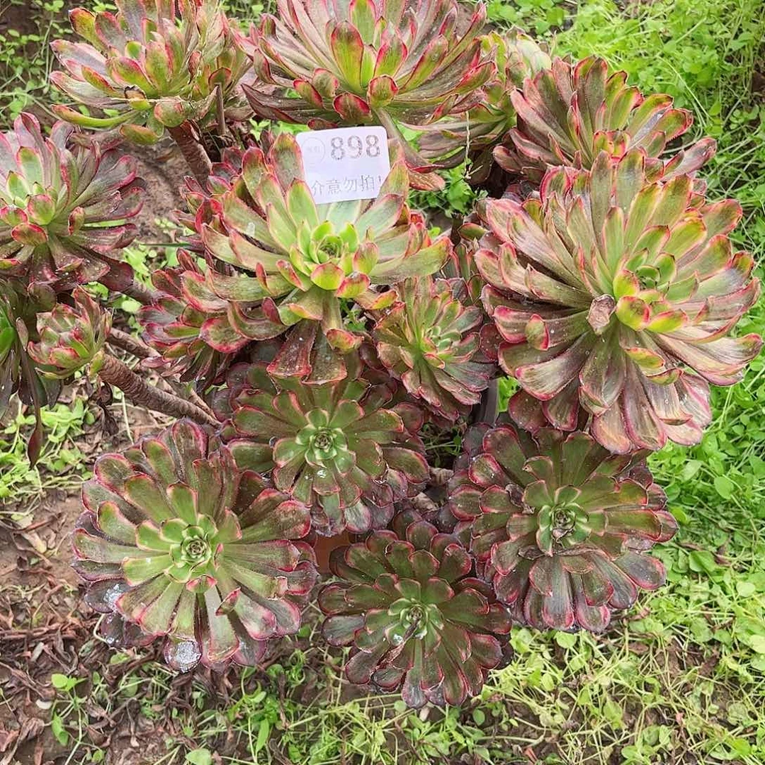 无花朵多肉植物898