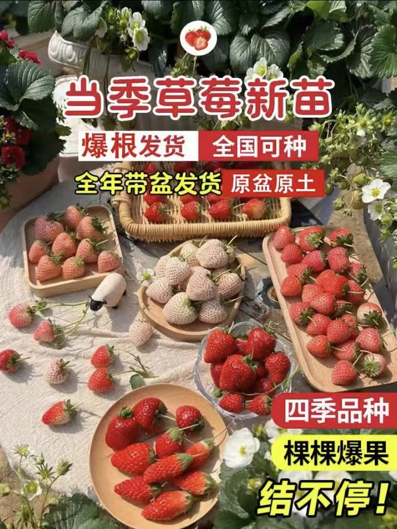 【6盆包邮＋20天开花】草莓苗奶油久香红颜苗子阳台盆栽四季结果种籽