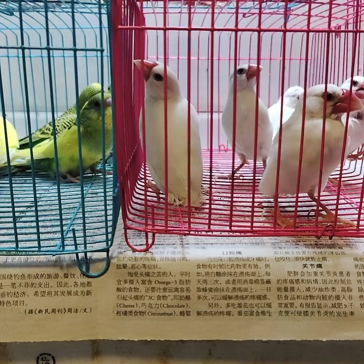 文鸟特价断尾瑕疵白文鸟5只