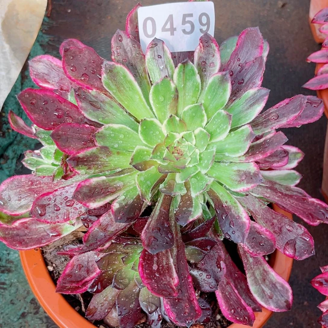 水木年华多肉发货