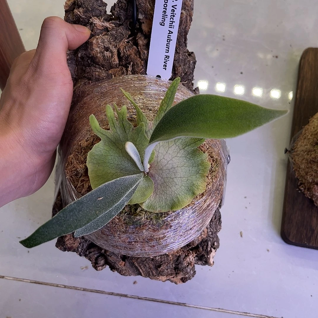 完全开放AR鹿角蕨