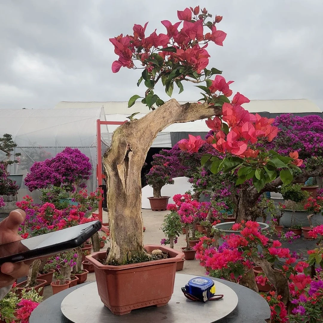 鑫***部无花朵同安红三角梅