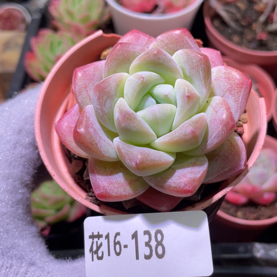 花利美16-138冰玉