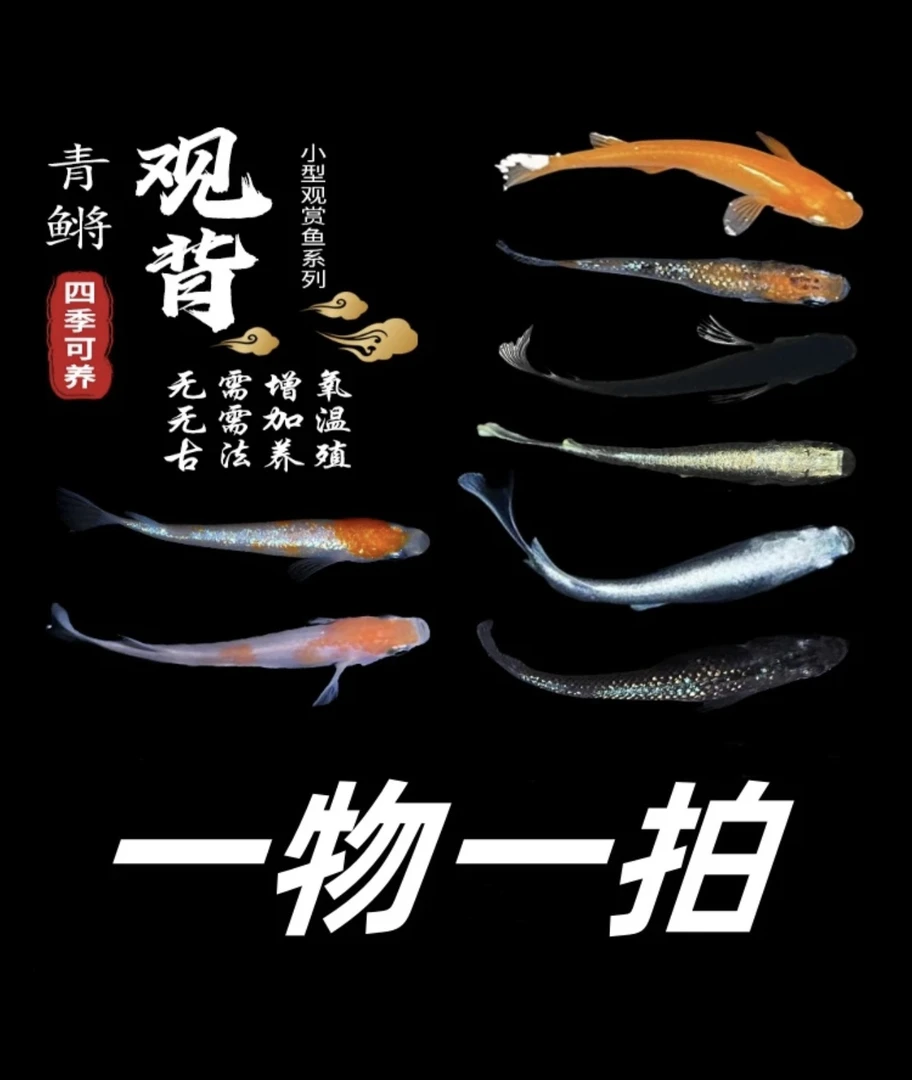 观背青鳉 广温鱼0-40度 迷你观赏鱼