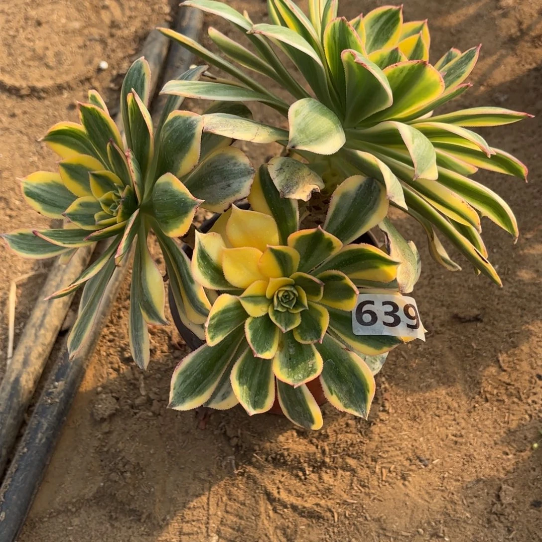 639灿烂多肉不包损