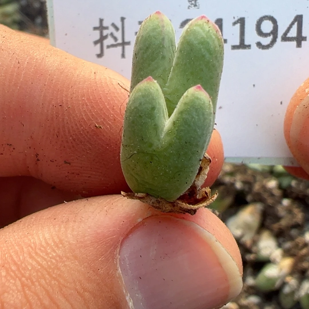 24-194肉锥多肉植物大战