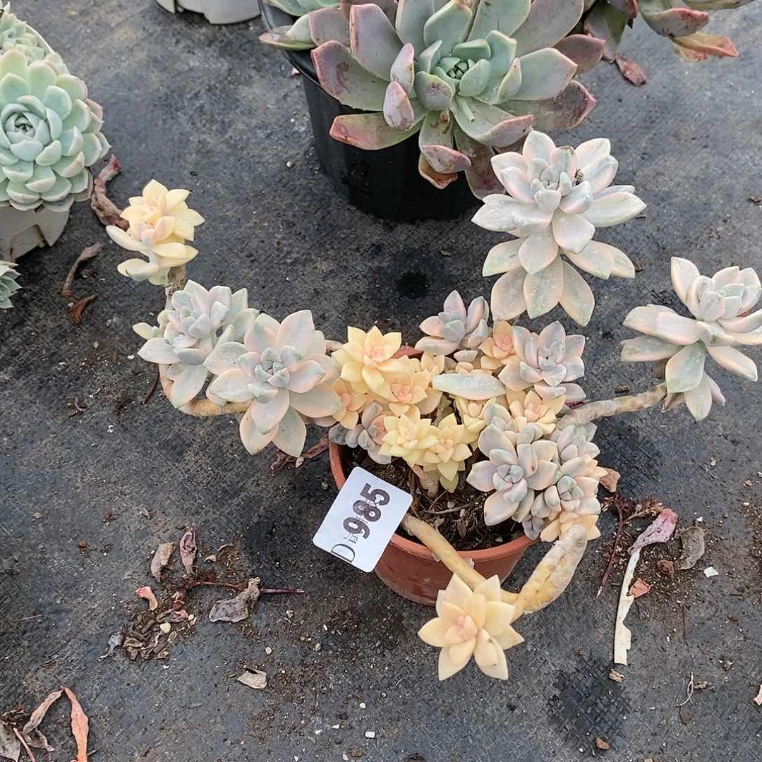 s****6985美杏锦多肉植物