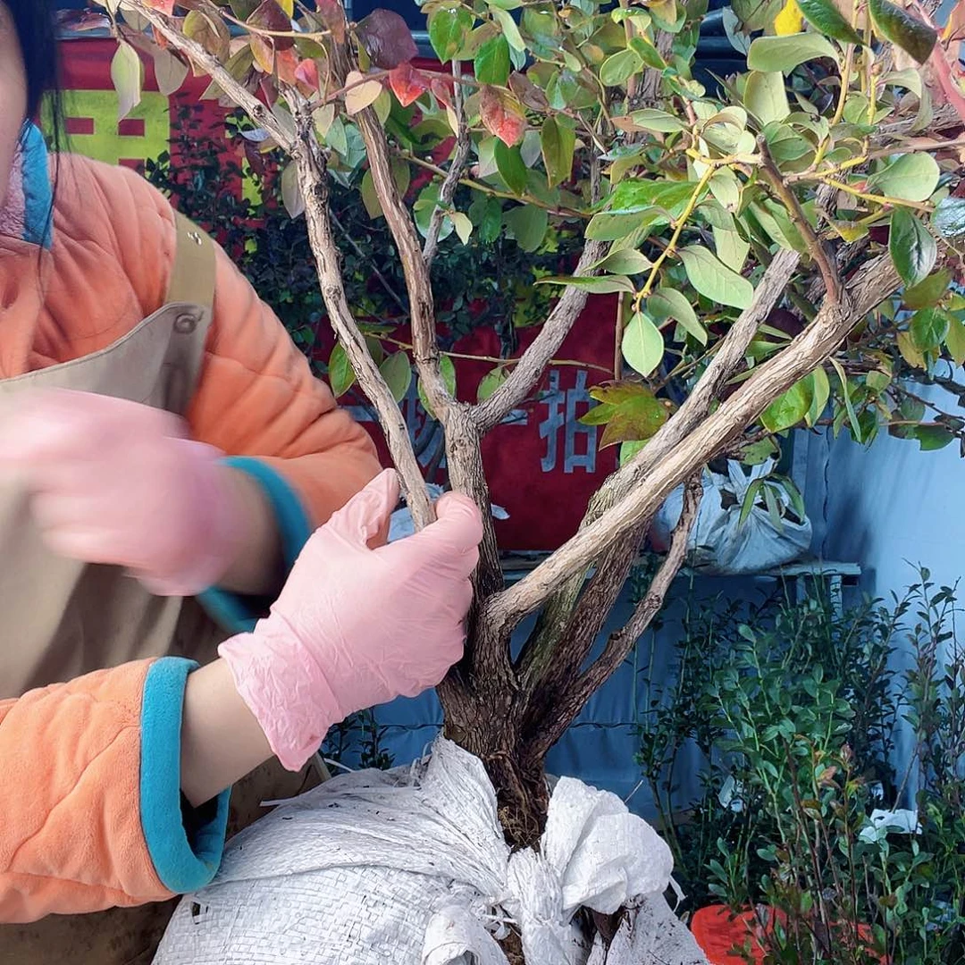 完全开放大果纯甜无酸蓝莓