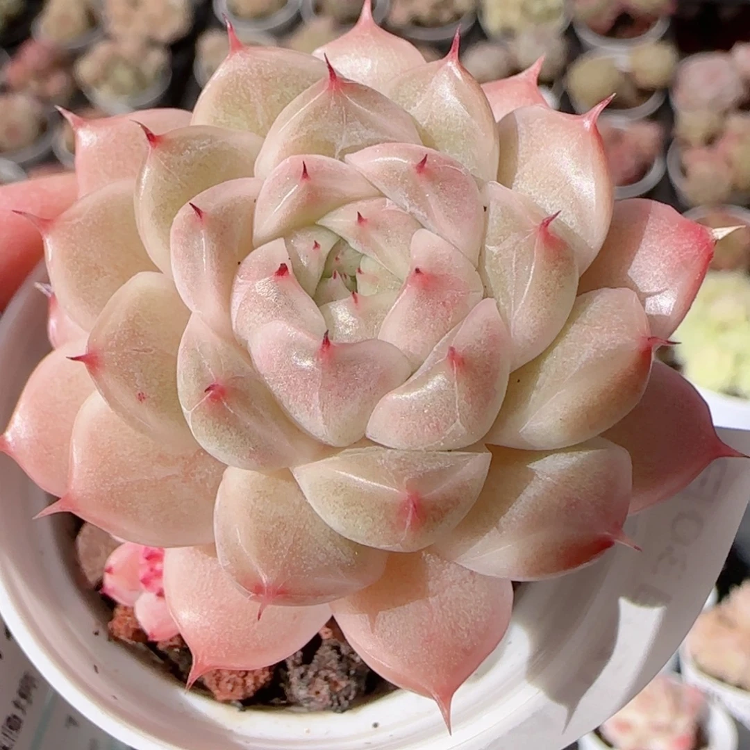 花语多肉1230-184麦秆