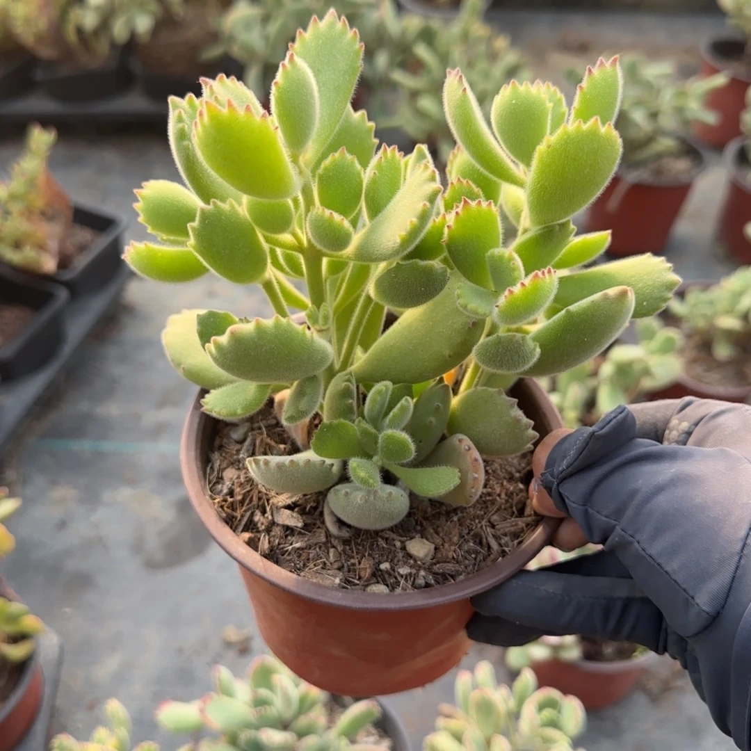 无花朵120绿熊群生