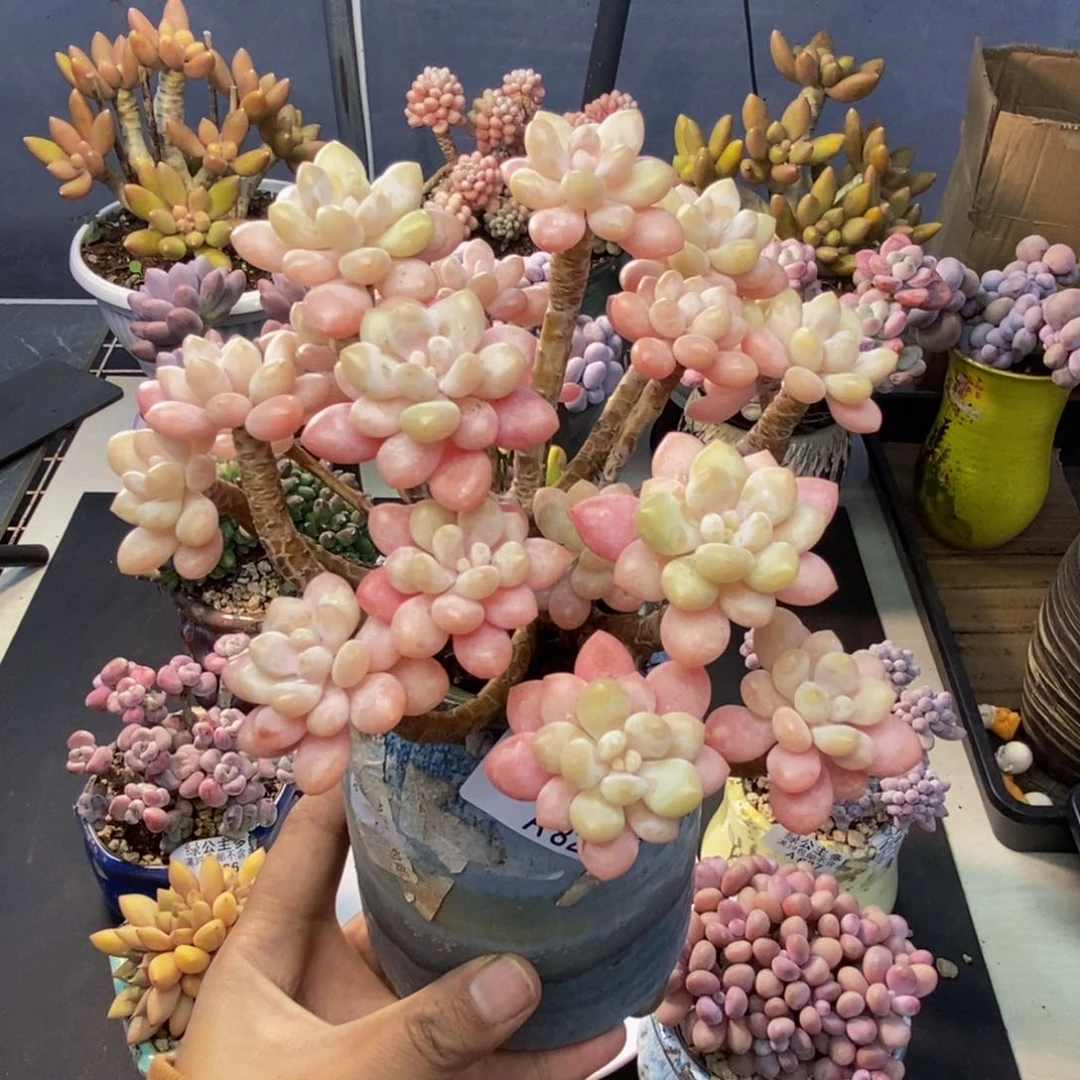 828冰淇淋鱼子酱多肉10c m