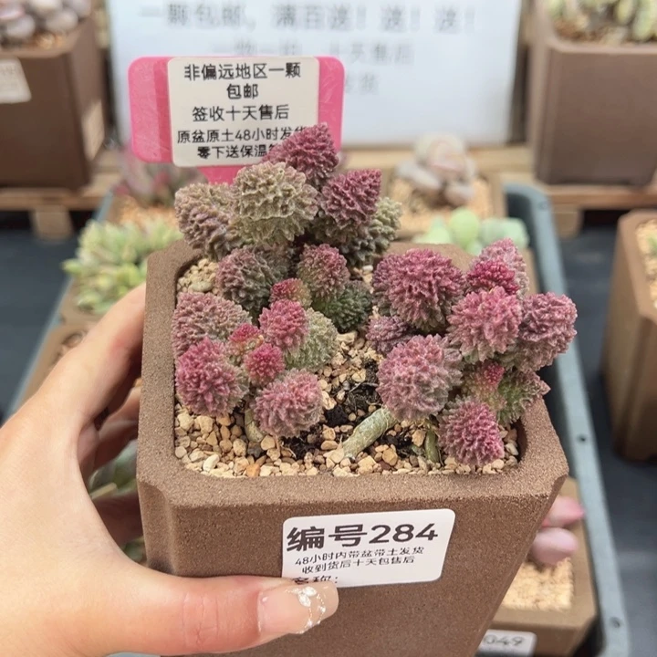 婷*了284朱紫玉多肉植物