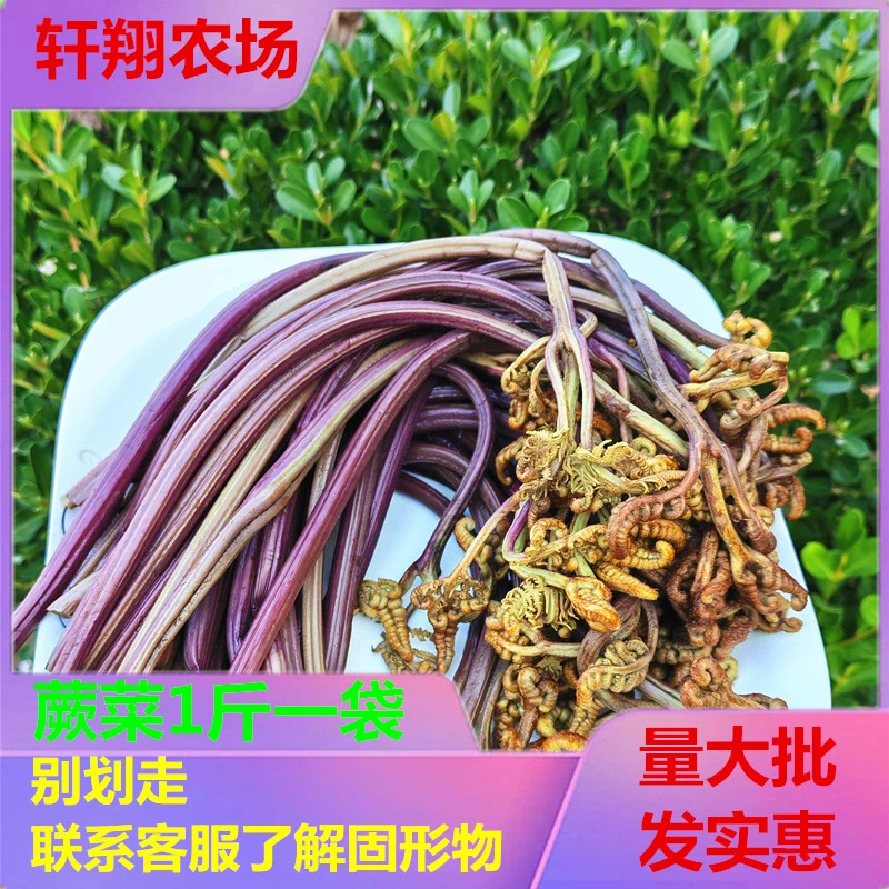 新鲜清水蕨菜凉拌餐饮山野龙爪菜下饭炒菜火锅商用食材娃娃苔