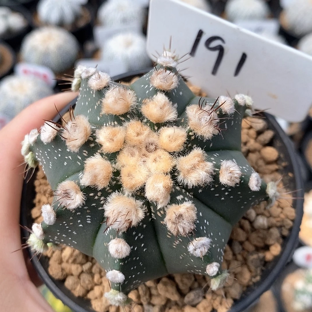 191栾凤兜系列产品