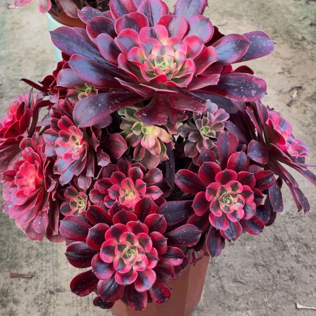 风****山669美杜莎精品法师多肉