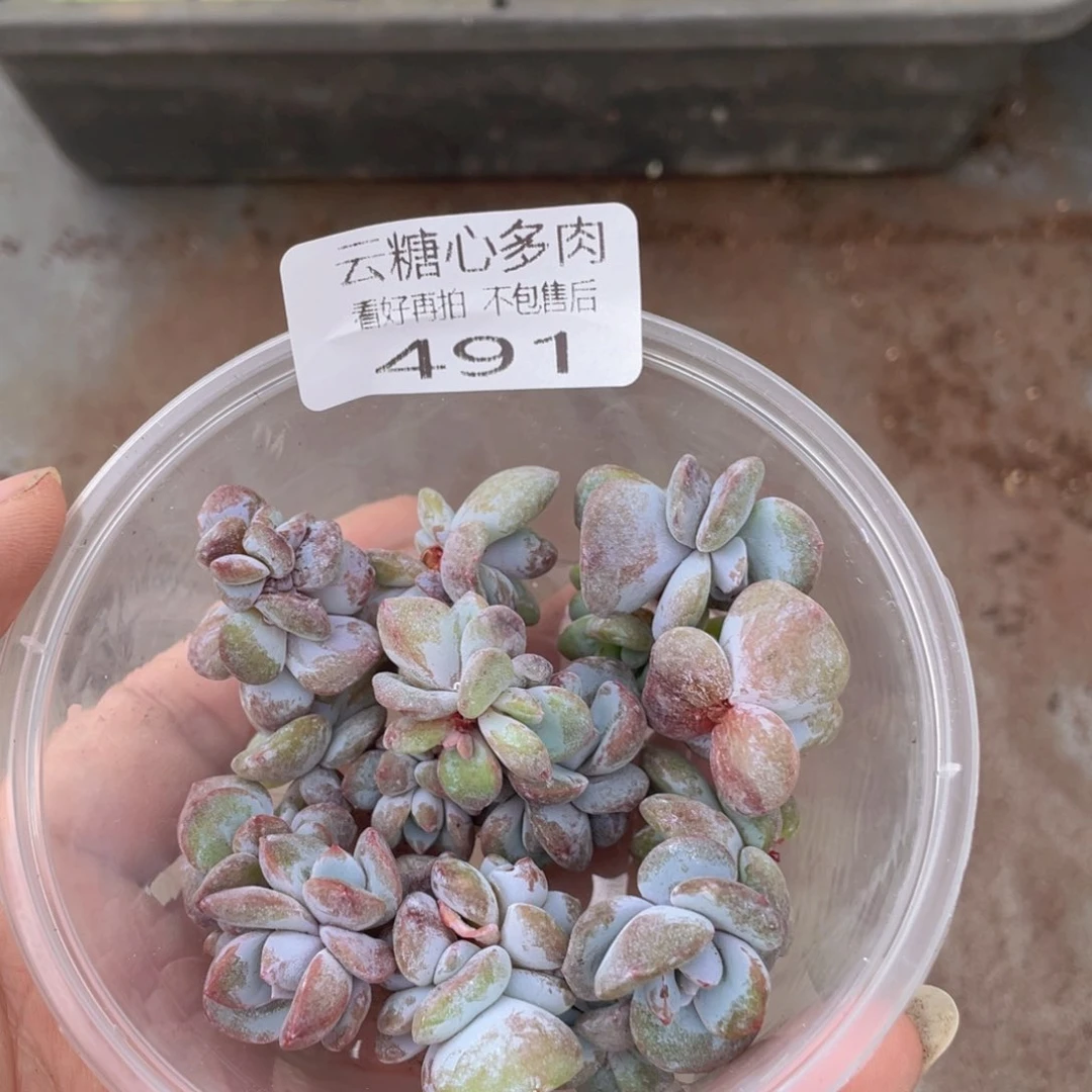 云糖心多肉植物491