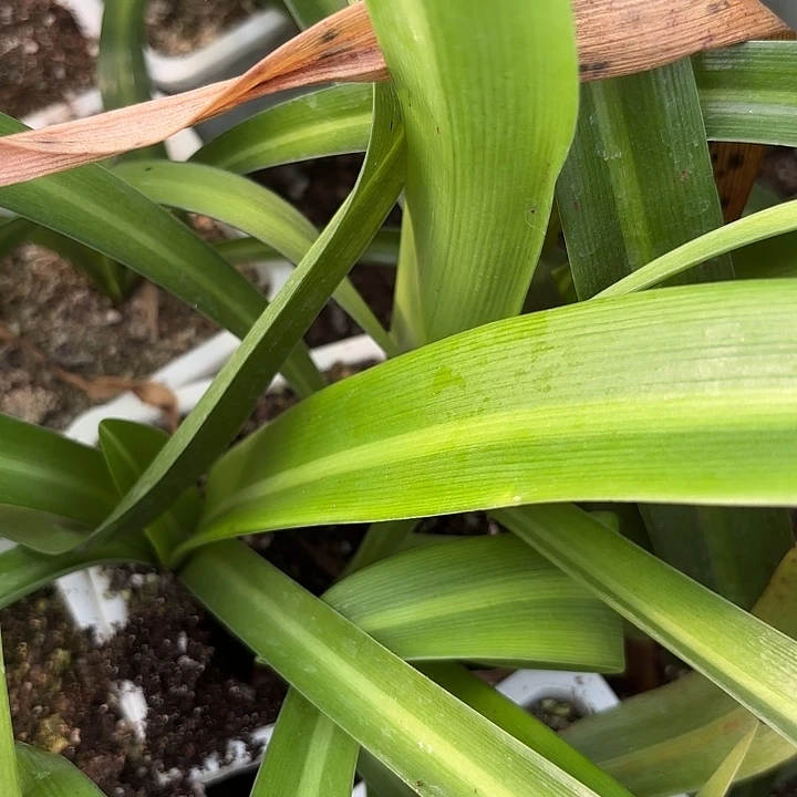 白鬼三胞胎有标包对版