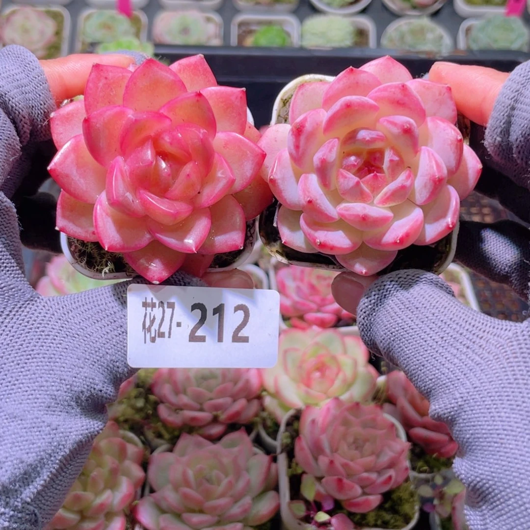 花利美27-212珍妮2颗