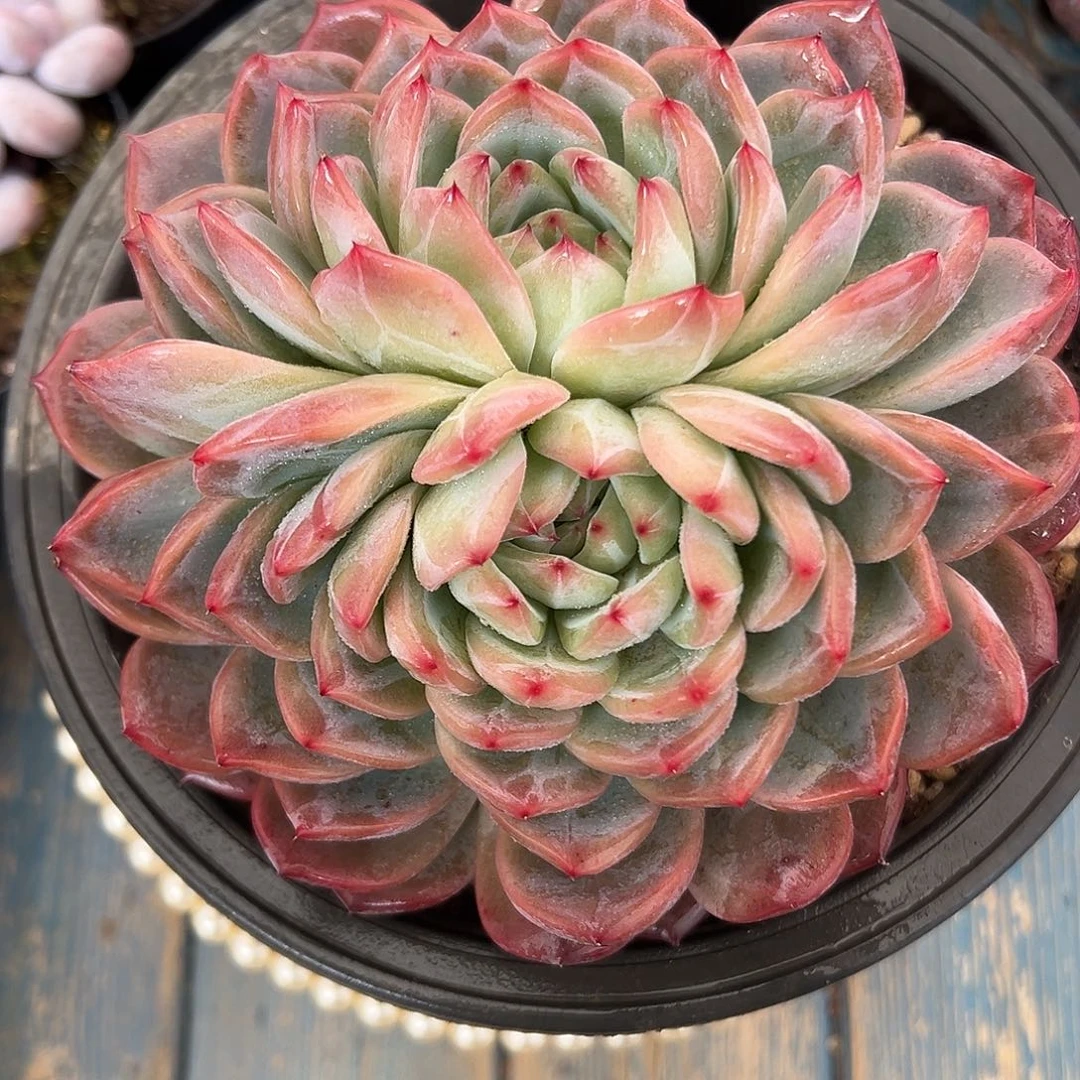 红鸾多肉植物一物一拍