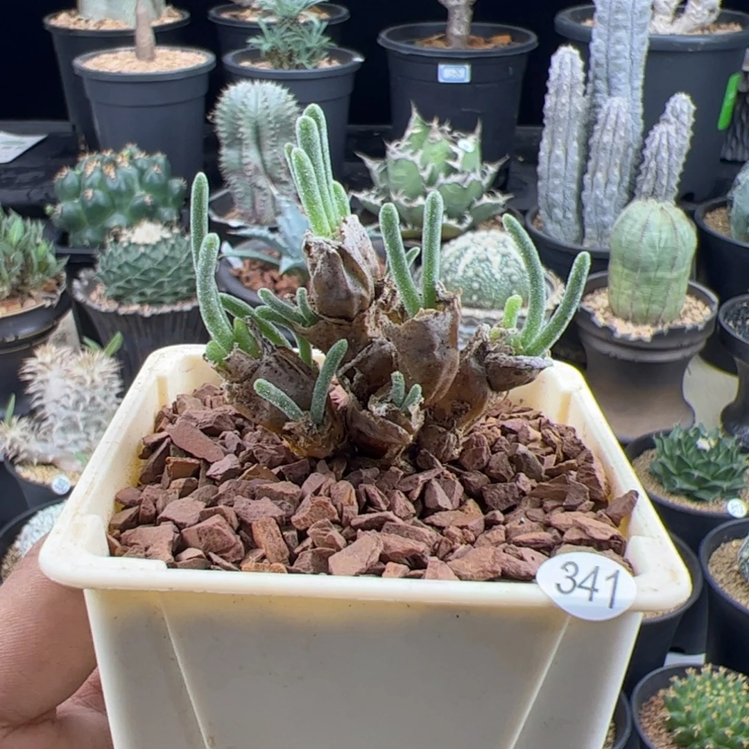 碧光环小兔子一物一拍